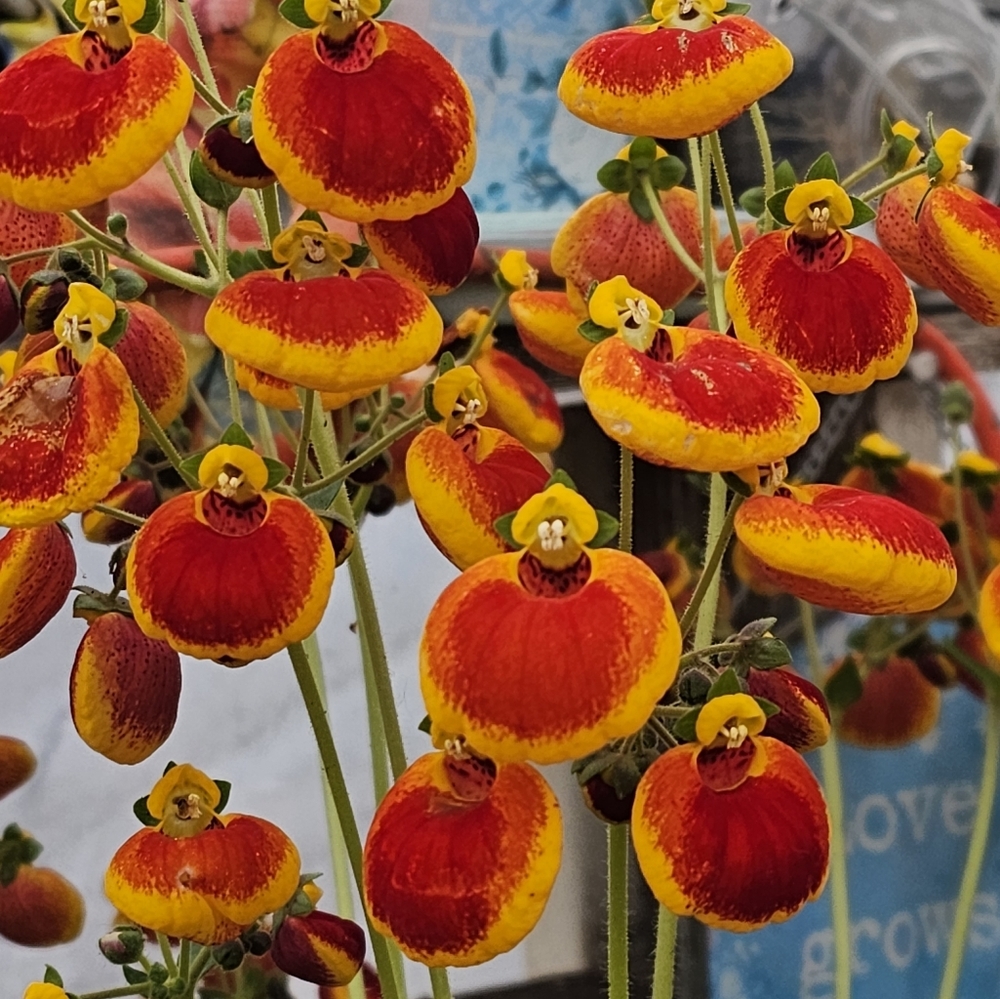 Meet your Posher, Dawn